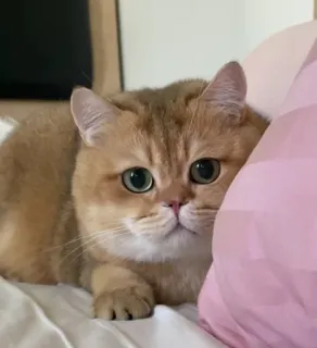 🤔 3529d618 cat, cute, pet, animal, domestic, feline whatsapp sticker