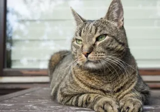 🤔 3f47ac75 cat, tabby, domestic cat, animal, pet whatsapp sticker