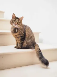 🤔 402392b9 cat, animal, pet, feline, stairs whatsapp sticker