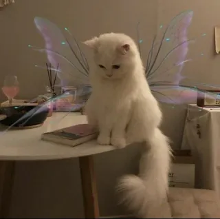 🤔 42e3b1fb cat, fairy, wings, pet, animal, fantasy whatsapp sticker