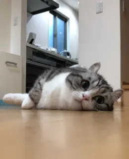 🤔 52af3461 cat, cute, pet, animal, domestic whatsapp sticker