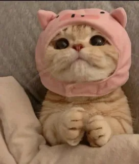🤔 5539a091 cat, cute, kitten, animal, pig, hat whatsapp sticker