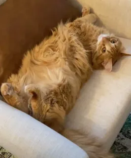 🤔 5997060c cat, orange, pet, domestic animal, furry, lying down whatsapp sticker