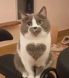 🤔 59b41c71 cat, heart, animal, cute, domestic whatsapp sticker