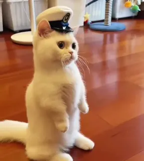 🤔 5cedfeed cat, pet, animal, captain, hat, cute whatsapp sticker