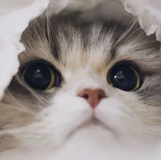 🤔 60d76954 cat, cute, eyes, animal, domestic whatsapp sticker