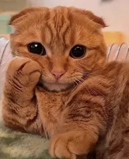 🤔 617947f5 cat, orange, cute, pet, animal whatsapp sticker