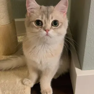 🤔 6f32978e cat, kitten, animal, cute, pet whatsapp sticker