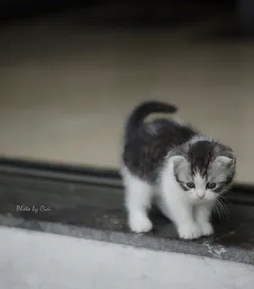 🤔 758f676c cat, kitten, cute, animal, pet whatsapp sticker