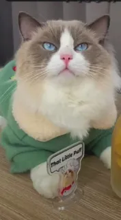 🤔 765917dd That Little Puff cat, pet, animal, ragdoll whatsapp sticker