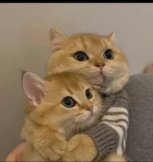 🤔 7b6188d5 cats, animals, cute, domestic, pets whatsapp sticker