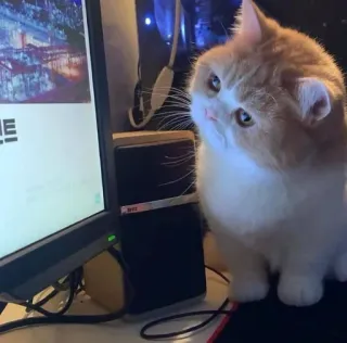 🤔 8aa58e71 cat, pet, animal, domestic, cute whatsapp sticker