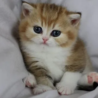 🤔 946270f1 cat, kitten, cute, pet, animal whatsapp sticker