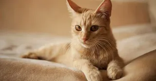 🤔 9d701dc7 cat, animal, pet, orange, feline, domestic whatsapp sticker