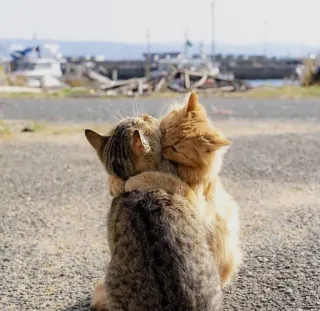 🤔 a9ba66d6 cats, hugging, animals, friendship, affection whatsapp sticker