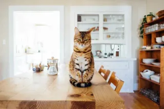 🤔 afc3367a cat, animal, domestic, feline, table, kitchen whatsapp sticker