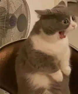 🤔 b6e6c716 cat, scared, screaming, funny, shocked whatsapp sticker