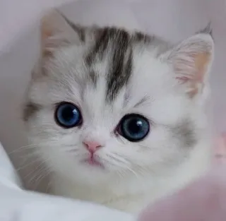 🤔 bcf12cbe cat, kitten, cute, animal, pet whatsapp sticker