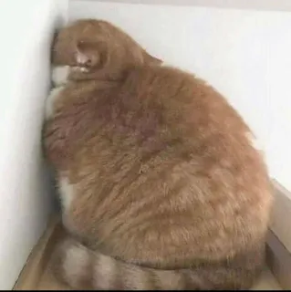 🤔 ce6d0599 cat, sad, orange, corner, depressed whatsapp sticker