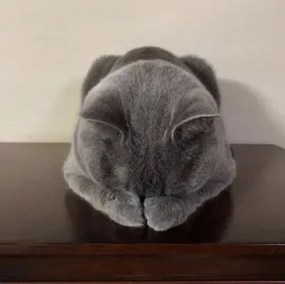 🤔 d1ea930e cat, sleeping, gray, animal, domestic, pet whatsapp sticker