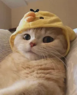 🤔 d371ce5d cat, animal, cute, kitten, pet whatsapp sticker