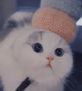 🤔 d7fde978 cat, cute, kitten, animal, pet whatsapp sticker