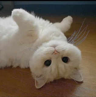 🤔 ef264067 cat, kitten, cute, white, animal whatsapp sticker