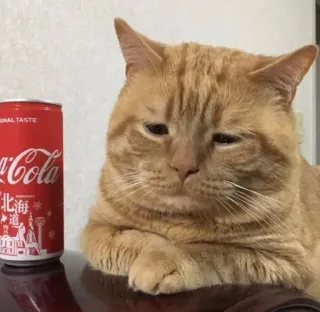 😔 f0229b44 cat, coca-cola, soda, drink, animal, domestic whatsapp sticker