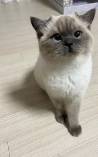 🤔 f5a87e40 cat, siamese, cute, pet, animal whatsapp sticker