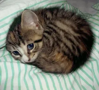 🤔 fa9066a3 cat, kitten, cute, animal, pet, striped whatsapp sticker