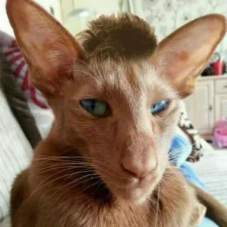 🤠 4bbca0cc gato, animal, animal de estimação, fofo, engraçado, meme telegram sticker