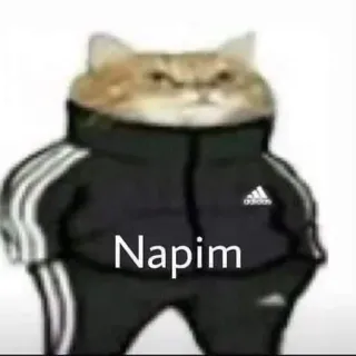 😒 ed304b32 Napim gato, animal, fato de treino, Adidas telegram sticker