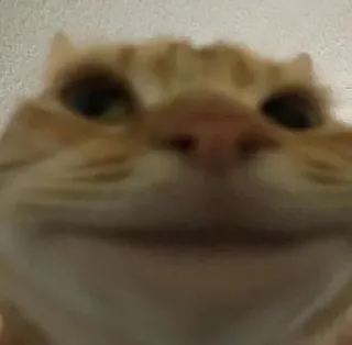 👁 352c316e gato, laranja, meme, animal, animal de estimação, engraçado telegram sticker