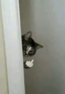 😸 59167faf gato, dedo do meio, ofensivo, animal, rude telegram sticker