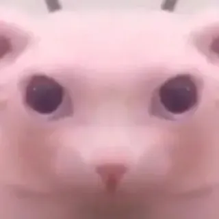 😐 4f6e88ce kucing, binatang, hewan peliharaan, meme, lucu whatsapp sticker