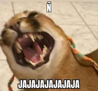 🇺🇸 db6826e0 JAJAJAJAJAJAJA kucing, hewan, tertawa, meme, lucu whatsapp sticker