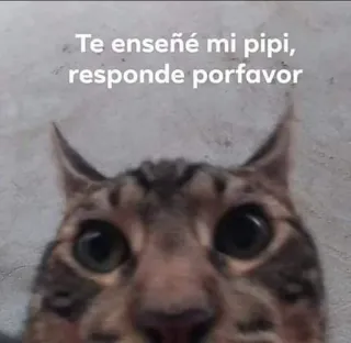 🥺 f217cb0b Te enseñé mi pipi, responde porfavor kucing, meme, hewan peliharaan, binatang, lucu whatsapp sticker