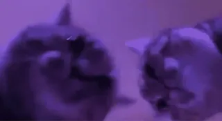 🥳 05517341 кот, коты, животные, фиолетовый telegram sticker