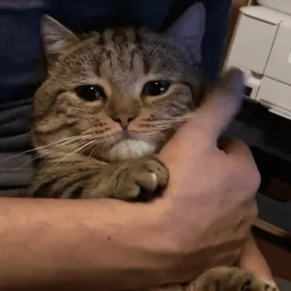 🥰 0d517527 кот, питомец, животное, милый, домашний telegram sticker