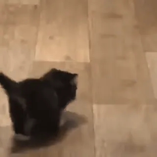 🚶‍♂ 3e849913 кот, чёрный кот, бег telegram sticker