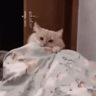 🤠 50d56eae кот, животное, милый, питомец, котенок, кровать, одеяло telegram sticker