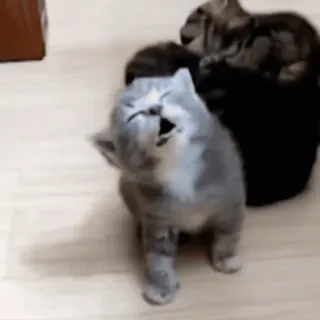 😴 6ed701bb кот, котенок, животное, милый, питомец, смешной telegram sticker