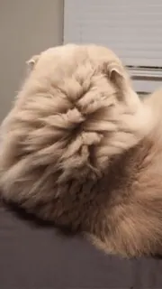 😳 7a1a2fe1 кот, животное, питомец, кошачий, пушистый telegram sticker