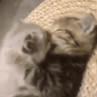 😘 bbe1f6c6 кот, котенок, милый, животные, питомцы, спящий telegram sticker