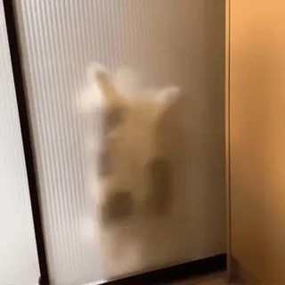 🤪 bca3a373 собака, смешные, животное, домашнее животное, домашнее животное telegram sticker