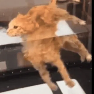 😶‍🌫️ cf809694 кот, смешной, упражнения, животное, беговая дорожка telegram sticker