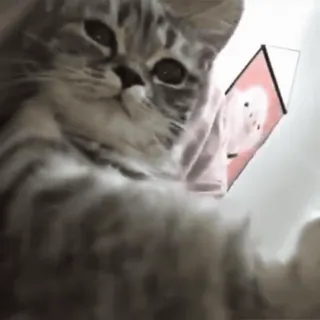 😍 df9e0150 кот, котёнок, милый, животное telegram sticker