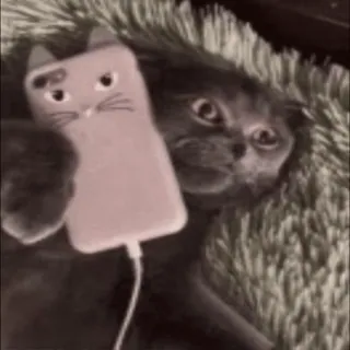 📱 ee206350 кот, телефон, котёнок, животное, питомец telegram sticker