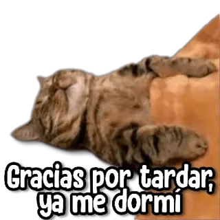 😴 002c8a6c Gracias por tardar, ya me dormí cat, sleeping, funny, waiting, tired whatsapp sticker