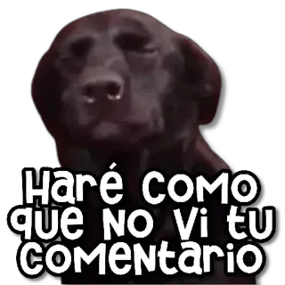 😑 07ff7be3 Haré como que NO VI tu COMENTARIO dog, meme, ignore, comment, funny whatsapp sticker